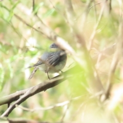 Petroica rosea at Paddys River, ACT - 20 May 2023