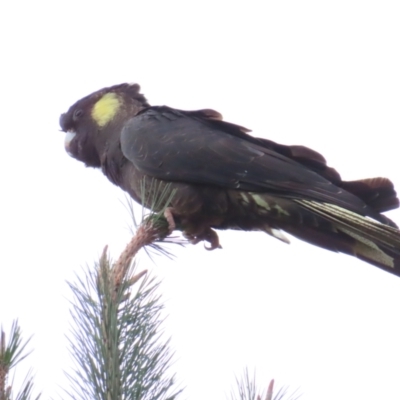 Zanda funerea (Yellow-tailed Black-Cockatoo) at Denman Prospect 2 Estate Deferred Area (Block 12) - 20 May 2023 by TomW