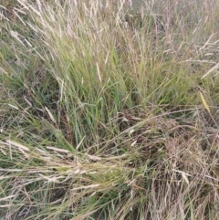 Setaria (genus) (Pigeon Grass) at Symonston, ACT - 23 Apr 2023 by CallumBraeRuralProperty