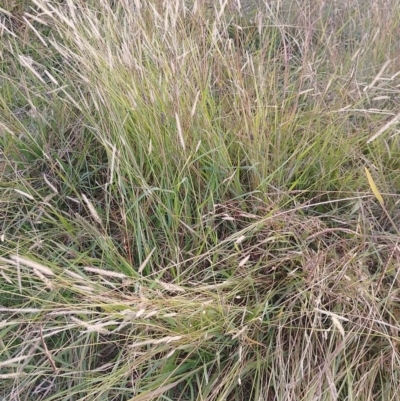 Setaria sp. (Pigeon Grass) at Symonston, ACT - 23 Apr 2023 by CallumBraeRuralProperty