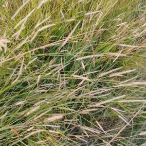 Setaria sp. at Symonston, ACT - 23 Apr 2023 04:49 PM