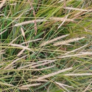 Setaria sp. at Symonston, ACT - 23 Apr 2023