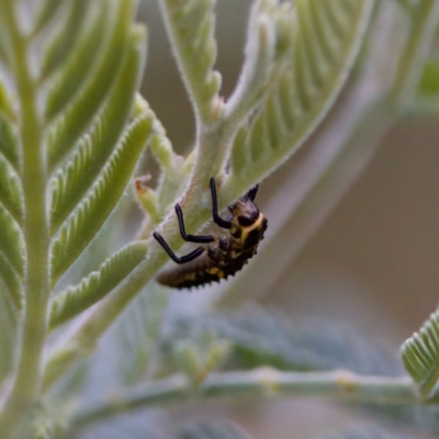 Harmonia conformis (Common Spotted Ladybird) at Cotter River, ACT - 4 Feb 2023 by KorinneM