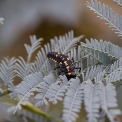 Cleobora mellyi (Southern Ladybird) at Namadgi National Park - 4 Feb 2023 by KorinneM