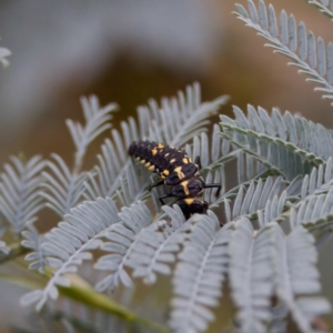 Cleobora mellyi at Cotter River, ACT - 4 Feb 2023