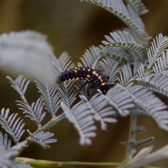 Cleobora mellyi at Cotter River, ACT - 4 Feb 2023