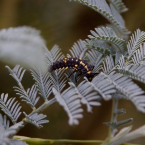 Cleobora mellyi at Cotter River, ACT - 4 Feb 2023