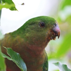 Alisterus scapularis (Australian King-Parrot) at Picton, NSW - 17 May 2023 by Freebird