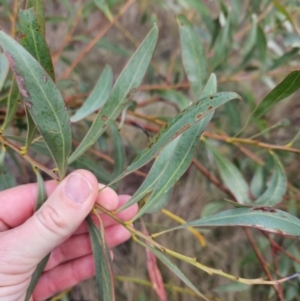 Acacia rubida at Stromlo, ACT - 20 May 2023