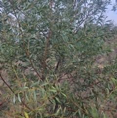 Acacia rubida at Stromlo, ACT - 20 May 2023