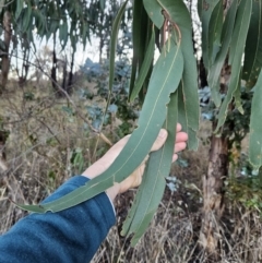 Eucalyptus globulus subsp. bicostata (Southern Blue Gum, Eurabbie) at Chapman, ACT - 16 May 2023 by BethanyDunne