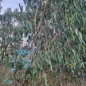 Eucalyptus globulus subsp. bicostata at Chapman, ACT - 16 May 2023