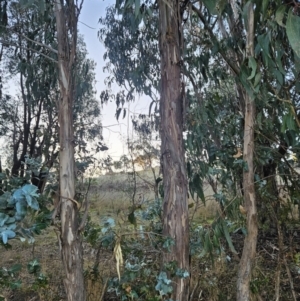 Eucalyptus globulus subsp. bicostata at Chapman, ACT - 16 May 2023