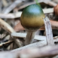 Unidentified Fungus at Bega, NSW - 20 May 2023 by lizlou