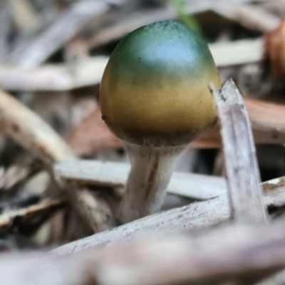 Unidentified Fungus at Bega, NSW - 20 May 2023 by lizlou