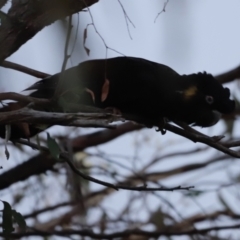 Zanda funerea (Yellow-tailed Black-Cockatoo) at Denman Prospect 2 Estate Deferred Area (Block 12) - 20 May 2023 by JimL