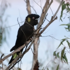 Zanda funerea at Molonglo Valley, ACT - 20 May 2023