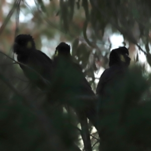 Zanda funerea at Molonglo Valley, ACT - 20 May 2023 05:04 PM