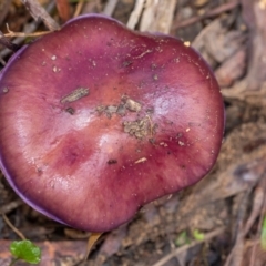 Cortinarius sp. at Penrose, NSW - 15 May 2023 by Aussiegall