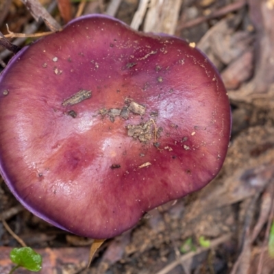 Cortinarius sp. at Penrose - 15 May 2023 by Aussiegall