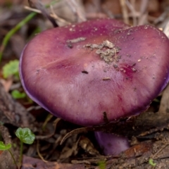 Cortinarius sp. at Penrose, NSW - suppressed