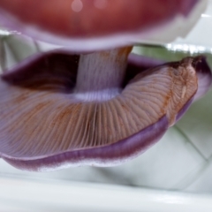 Cortinarius sp. at Penrose, NSW - suppressed