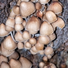 Mycena sp. at Penrose, NSW - 17 May 2023 by Aussiegall