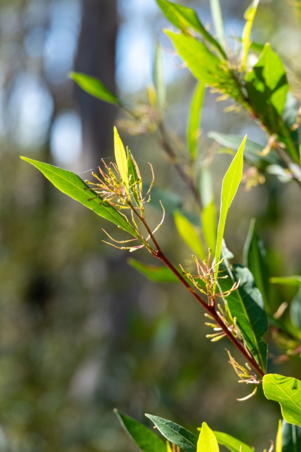 Dodonaea triquetra at Woodlands, NSW - 18 May 2023