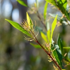 Dodonaea triquetra (Large-leaf Hop-Bush) at Woodlands - 18 May 2023 by Aussiegall