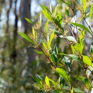 Dodonaea triquetra at Woodlands, NSW - 18 May 2023