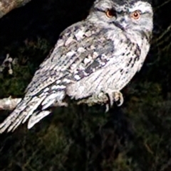 Podargus strigoides (Tawny Frogmouth) at Reidsdale, NSW - 20 May 2023 by Larryolarryo