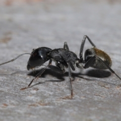 Camponotus aeneopilosus (A Golden-tailed sugar ant) at Ormiston, QLD - 14 May 2023 by TimL