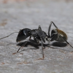 Unidentified Ant (Hymenoptera, Formicidae) at Ormiston, QLD - 13 May 2023 by TimL