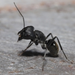 Camponotus aeneopilosus at Ormiston, QLD - 14 May 2023 09:56 AM