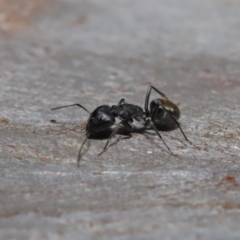 Camponotus aeneopilosus at Ormiston, QLD - 14 May 2023 09:56 AM