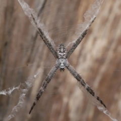 Unidentified Spider (Araneae) at Ormiston, QLD - 13 May 2023 by TimL