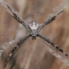 Argiope ocyaloides at Ormiston, QLD - 14 May 2023 09:40 AM