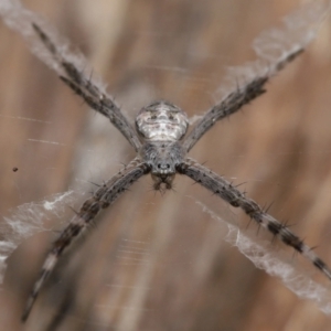 Argiope ocyaloides at Ormiston, QLD - 14 May 2023 09:40 AM