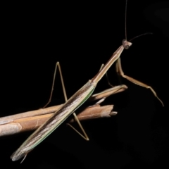 Tenodera australasiae (Purple-winged mantid) at Wellington Point, QLD - 12 May 2023 by TimL