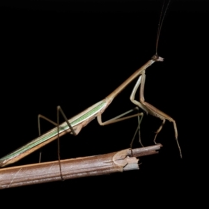 Tenodera australasiae at Wellington Point, QLD - 12 May 2023