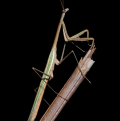 Tenodera australasiae at Wellington Point, QLD - 12 May 2023