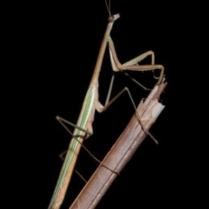 Tenodera australasiae at Wellington Point, QLD - 12 May 2023