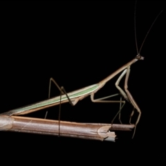 Tenodera australasiae at Wellington Point, QLD - 12 May 2023