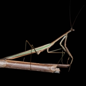 Tenodera australasiae at Wellington Point, QLD - suppressed