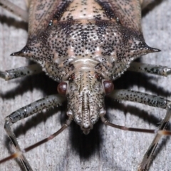 Unidentified Shield, Stink & Jewel Bug (Pentatomoidea) at Wellington Point, QLD - 2 May 2023 by TimL