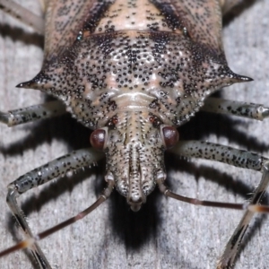 Bromocoris souefi at Wellington Point, QLD - suppressed