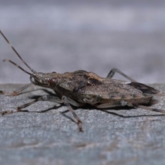 Bromocoris souefi at Wellington Point, QLD - suppressed