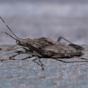 Bromocoris souefi at Wellington Point, QLD - suppressed