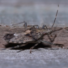 Bromocoris souefi at Wellington Point, QLD - suppressed