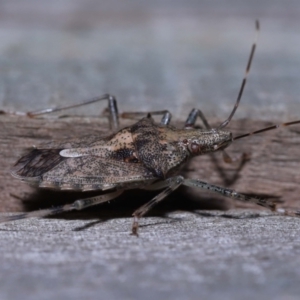 Bromocoris souefi at Wellington Point, QLD - suppressed